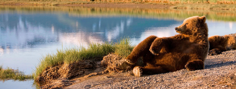 Grizzly escale Alaska 